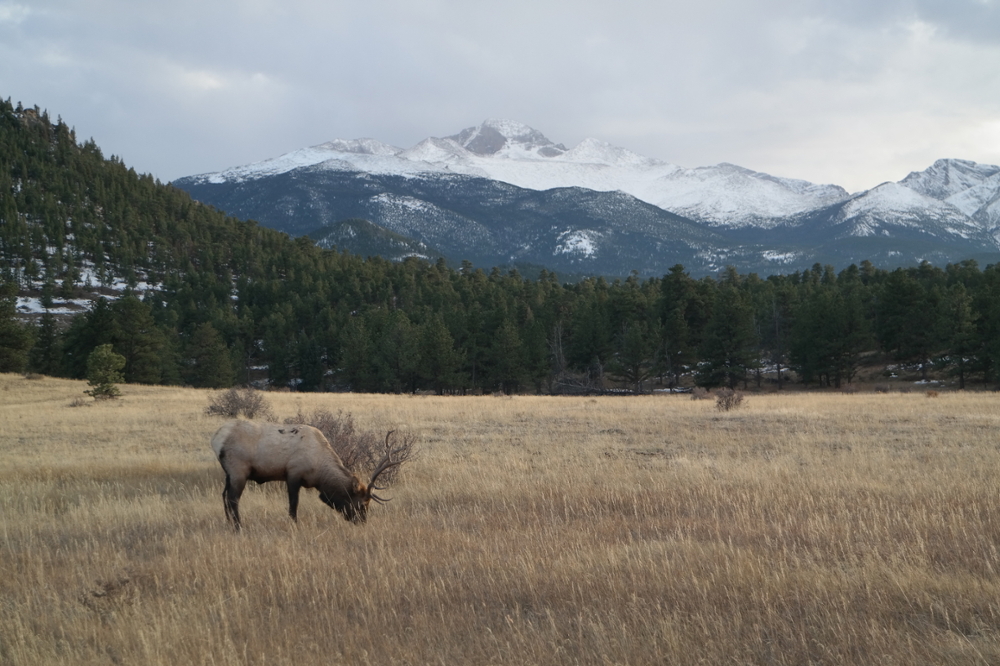 The photo is taken at Rocky Mountain National Park, Colorado. The ecosystem of the park is shifting to observe an abnormal overabundance of herbivores, especially elk, in their low elevation winter range due to climate change and settlements decreasing major predators. Research has found that the decreased migratory pattern of herbivores led to threaten the native vegetation habitats in the area such as aspen and willow population: they serve as a crucial part of the core winter range and provide essential habitat for a variety of plants, butterfly, and bird species. In order to restore the natural range of biodiversity, efforts have been taken to reduce and redistribute elk, as well as intensive management of the aspen and willow population. <span class="cc-gallery-credit">[Aiden Yu ● 1/125s, f/5, ISO 200, 38mm ● Wildlife]</span>